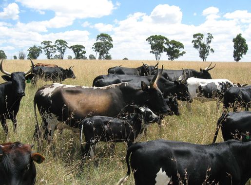 File:Nguni cattle.jpg - Wikipedia