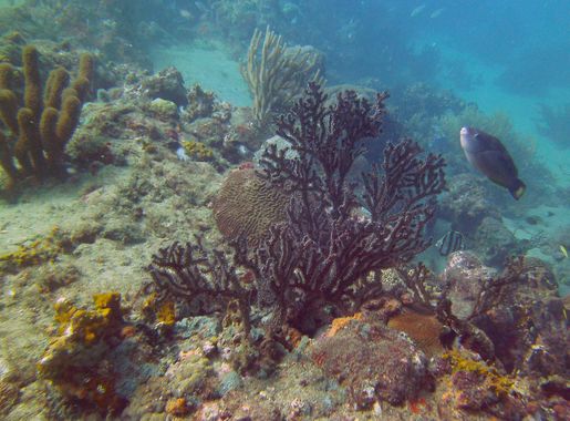 File:Tayrona Diving 2.jpg - Wikimedia Commons