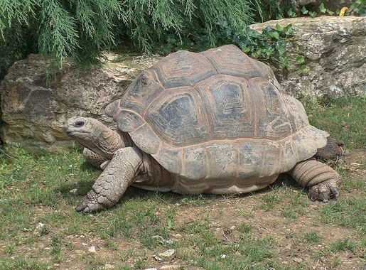 File:Giant Tortoise.JPG - Wikipedia