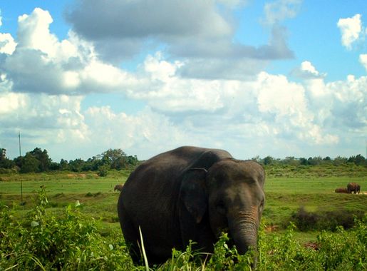 File:Pose Gajah di Way Kambas.jpg - Wikimedia Commons