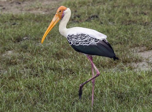 File:Painted stork (Mycteria leucocephala) Bundala.jpg - Wikimedia Commons