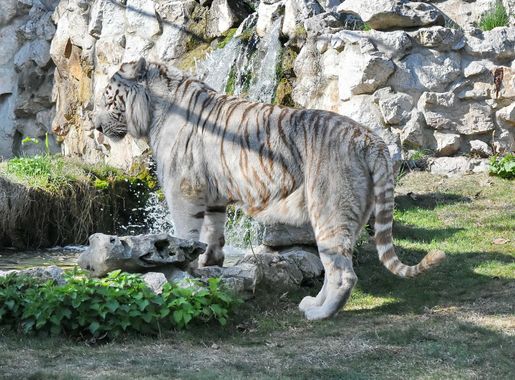 Free picture: predator, tiger, waterfall, wilderness, nature, animal,  wildlife, wild