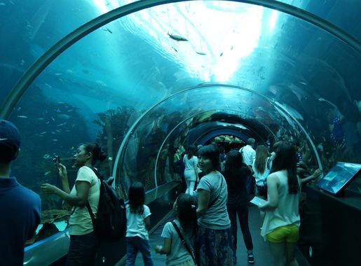 File:S.E.A. Aquarium, Marine Life Park, Resorts World Sentosa, Singapore -  20130105-03.JPG - Wikimedia Commons