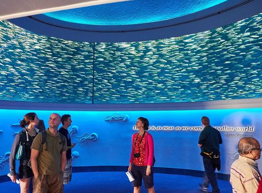 File:Monterey Bay Aquarium Open Sea sardine round.jpg - Wikimedia Commons