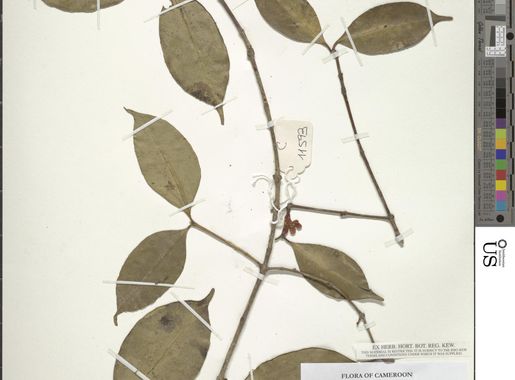 Fichier:Garcinia mannii-NMNH-14335029.jpg — Wikipédia