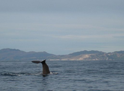 File:Kaikoura whalewatching.JPG - Wikimedia Commons