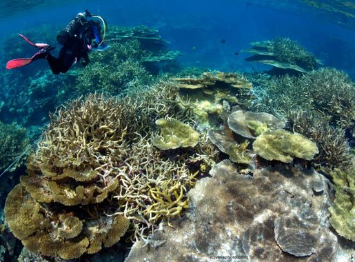 File:Reef habitats at Palmyra Atoll - Peerj-81-fig-3A.png - Wikimedia  Commons