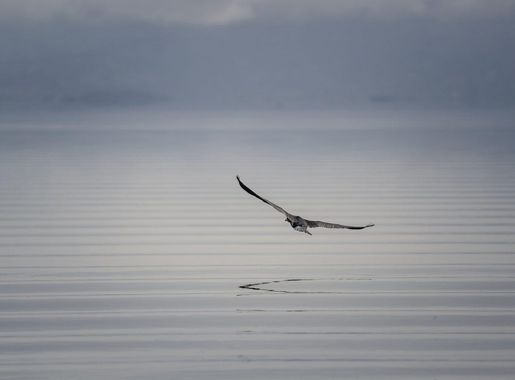 File:Lake-Ihema-Bird-Flying.jpg - Wikimedia Commons