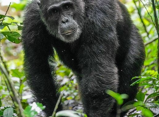 File:016 Alpha male chimpanzee walking at Kibale forest National Park Photo  by Giles Laurent.jpg - Wikimedia Commons