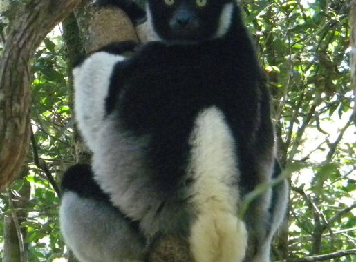 File:Indri indri 001.jpg - Wikipedia