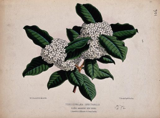 File:A tropical plant (Acokanthera spectabilis); flowering stem. Wellcome  V0044402.jpg - Wikimedia Commons