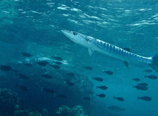File:Blackfin Barracuda in Malaysia.jpg - Wikimedia Commons