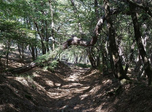 File:Dadia-Lefkimi-Soufli Forest National Park - trail.jpg - Wikimedia  Commons