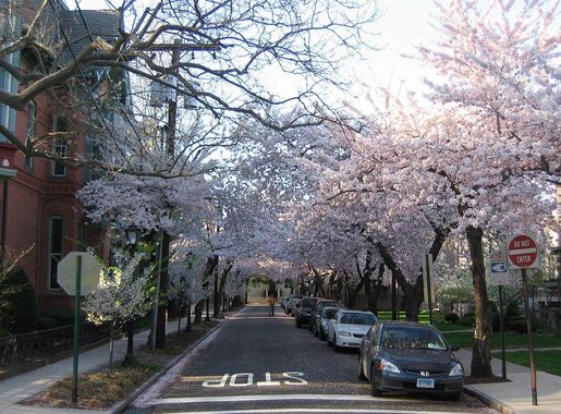 File:Wooster square cherry trees.jpg - Wikimedia Commons