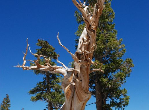 File:Bristlecone Pine Great Basin National Park, Nevada.jpg - Wikimedia  Commons