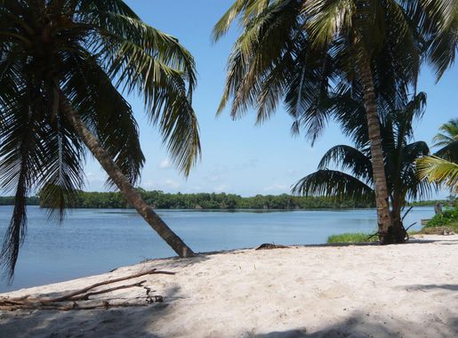 File:Taï National Park (24148248710) 04.jpg - Wikimedia Commons