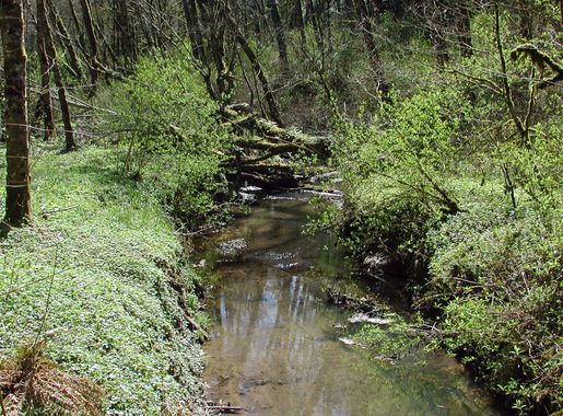 Tryon Creek - Wikipedia