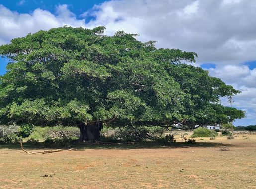 File:White Milkwood (Sideroxylon inerme) (Photo JC PLE).jpg - Wikimedia  Commons