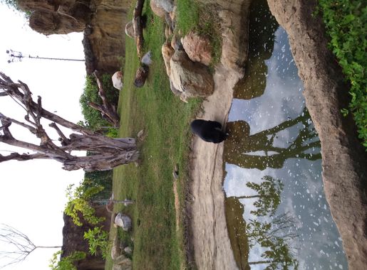 Archivo:Habitat del oso de anteojos en Bioparque Ukumarí.JPG - Wikipedia,  la enciclopedia libre