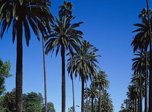 Palm Springs California Images | Free Photos, PNG Stickers, Wallpapers &  Backgrounds - rawpixel
