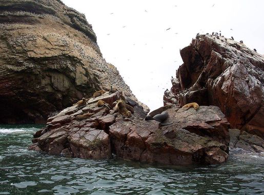File:Wildlife on ballestas islands.jpg - Wikimedia Commons