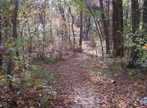 File:Overton Park Old Forest Trail Memphis TN 1.jpg - Wikimedia Commons