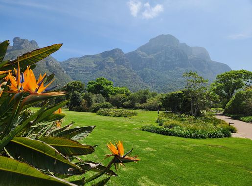 File:Kirstenbosch National Botanical Garden 2024 7th batch 09.jpg -  Wikipedia