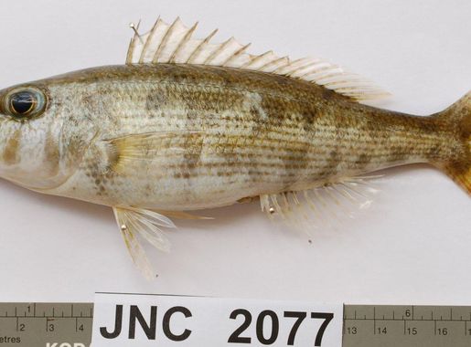 Fichier:Lethrinus variegatus JNC2077.JPG — Wikipédia