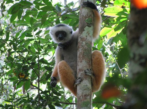 File:Diadem sifaka andasibe.JPG - Wikimedia Commons