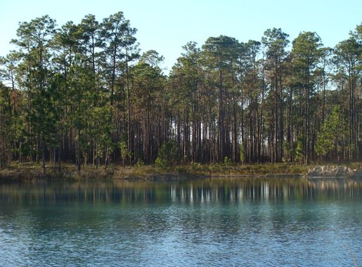 File:Apalachicola pond.JPG - Wikipedia