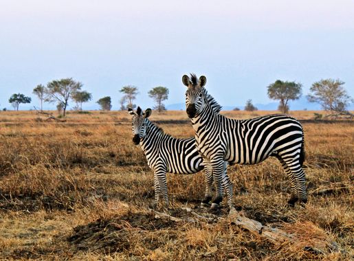 File:Zebra in Mikumi.JPG - Wikimedia Commons