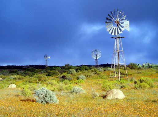 File:Namaqua park flowers pompes a eau.jpg - Wikimedia Commons