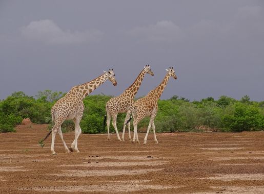 File:Girafes d'Afrique de l'Ouest dans la zone girafe au Niger.jpg -  Wikimedia Commons