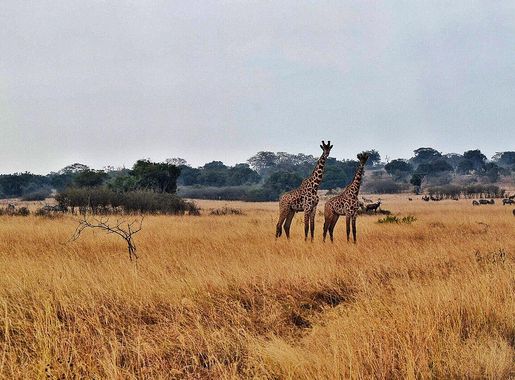 File:Akagera National Park Giraffes.jpg - Wikimedia Commons
