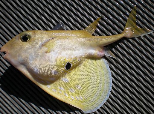 File:Triodon macropterus JNC2989 Fresh.JPG - Wikimedia Commons