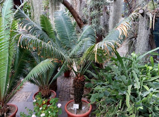 File:Cycas thouarsii - Flora park - Cologne, Germany - DSC00749.jpg -  Wikimedia Commons