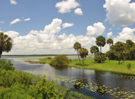 File:Looking toward the Myakka river.jpg - Wikimedia Commons
