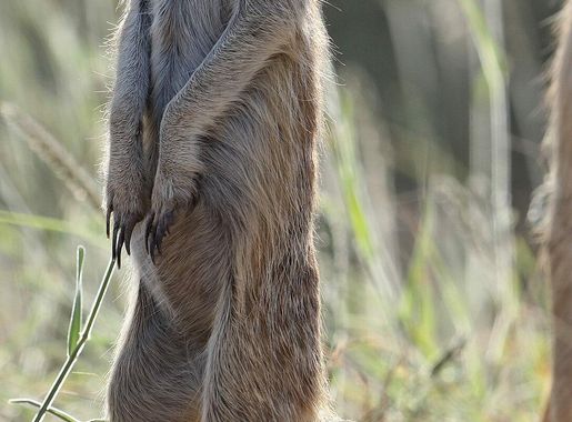 File:Meerkat (or suricate), Suricata suricatta, at Kgalagadi Transfrontier  Park, Northern Cape, South Africa (35329023615).jpg - Wikimedia Commons