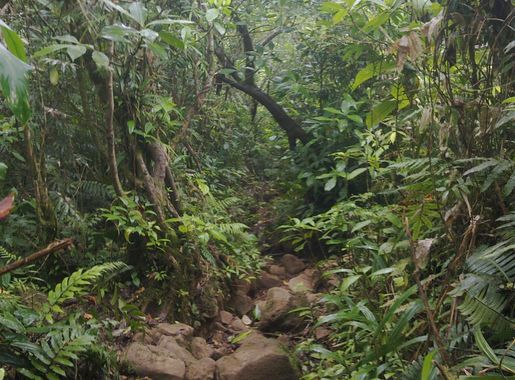 File:Climbing the volcano Madera (Ometepe Island, Nicaragua)  (26642478785).jpg - Wikimedia Commons