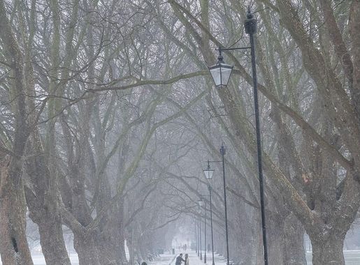 HD wallpaper: jesus green, cambridge, britain, british, english, england |  Wallpaper Flare