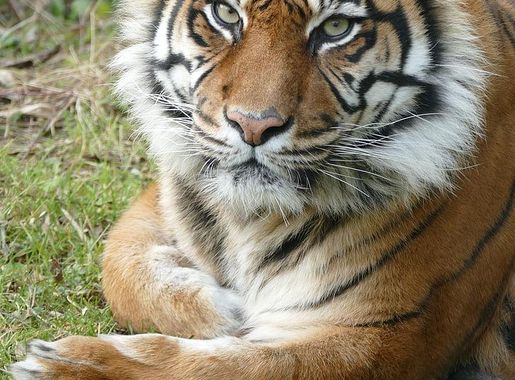Royalty-Free photo: Tiger on green grass | PickPik
