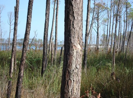 File:Bon Secour National Wildlife Refuge.jpg - Wikimedia Commons