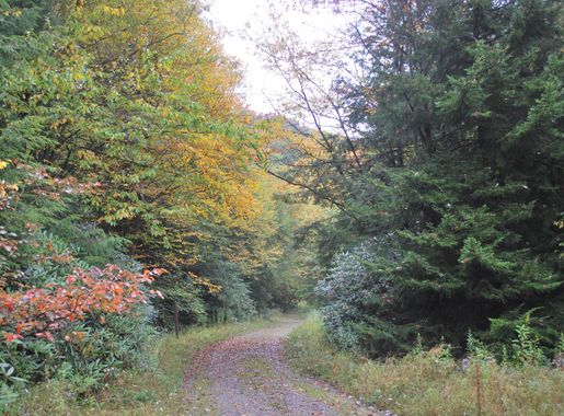File:Monongahela National Forest - Otter Creek Trail near Condon Run  Trailhead.jpg - Wikimedia Commons