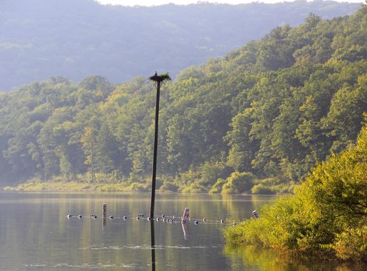 File:Alleghany National Forest - Pennsylvania - panoramio.jpg - Wikimedia  Commons