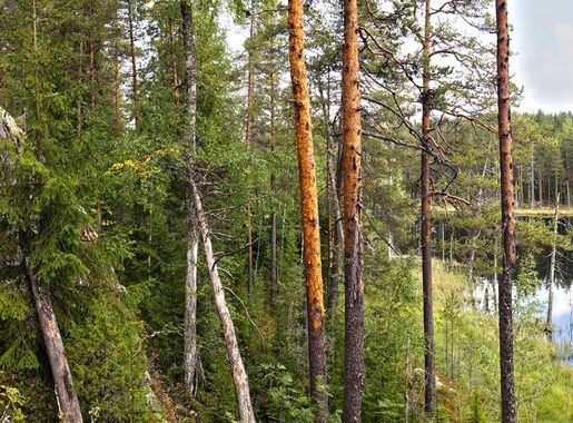 Tiedosto:Isojärvi National Park 2.jpg – Wikipedia