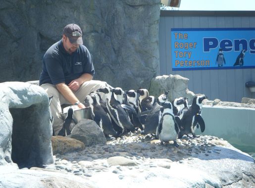 File:Mystic Aquarium Penguin Feeding.JPG - Wikimedia Commons