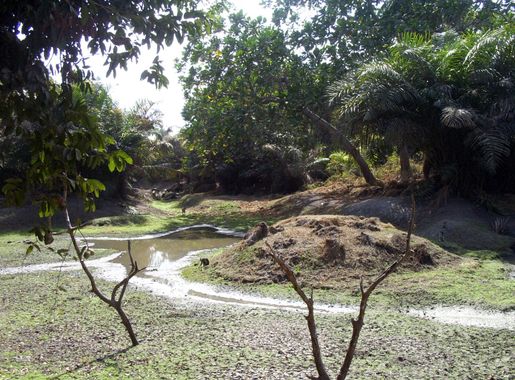 File:Gambia abuko 004.jpg - Wikimedia Commons