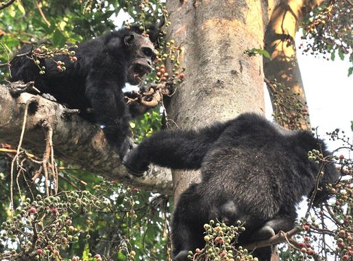 File:Adult male chimps in mahale.jpg - Wikipedia