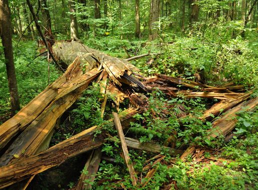 File:Bialowieza National Park in Poland0012.JPG - Wikimedia Commons