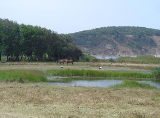 File:Strandzha Natural Park, Bulgaria.jpg - Wikimedia Commons